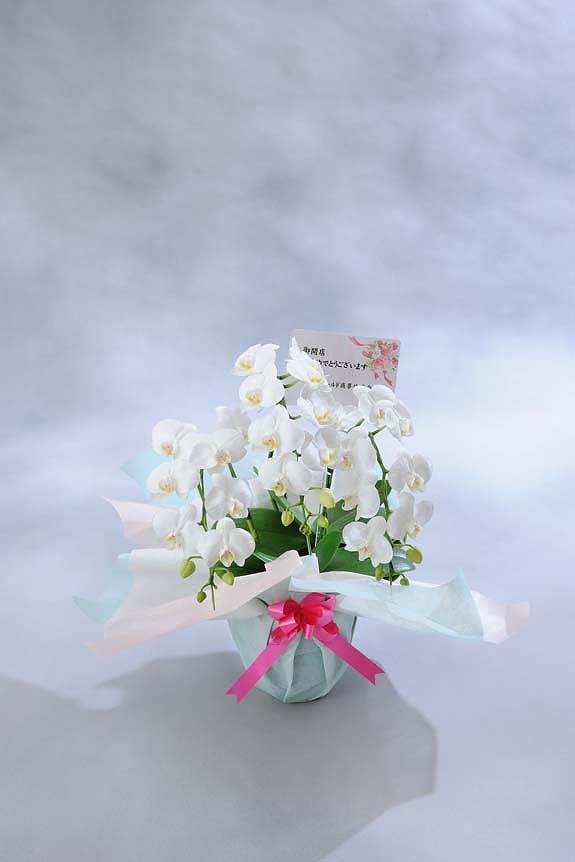 <p>ミディはお花が小さいのでメッセージカードのみがお付けできます。
※文書は30文字程度までメッセージの記載が可能です。最後に贈り主のお名前を忘れずに・・・</p>